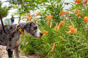 dog training and smelling the flowers